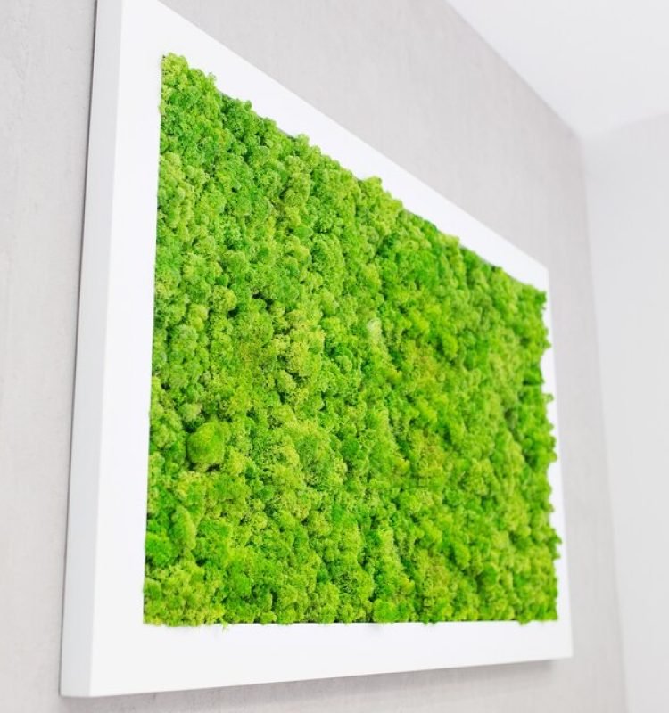[freepicdownloader.com]-green-moss-wall-form-picture-beautiful-white-frame-picture-ecology-large